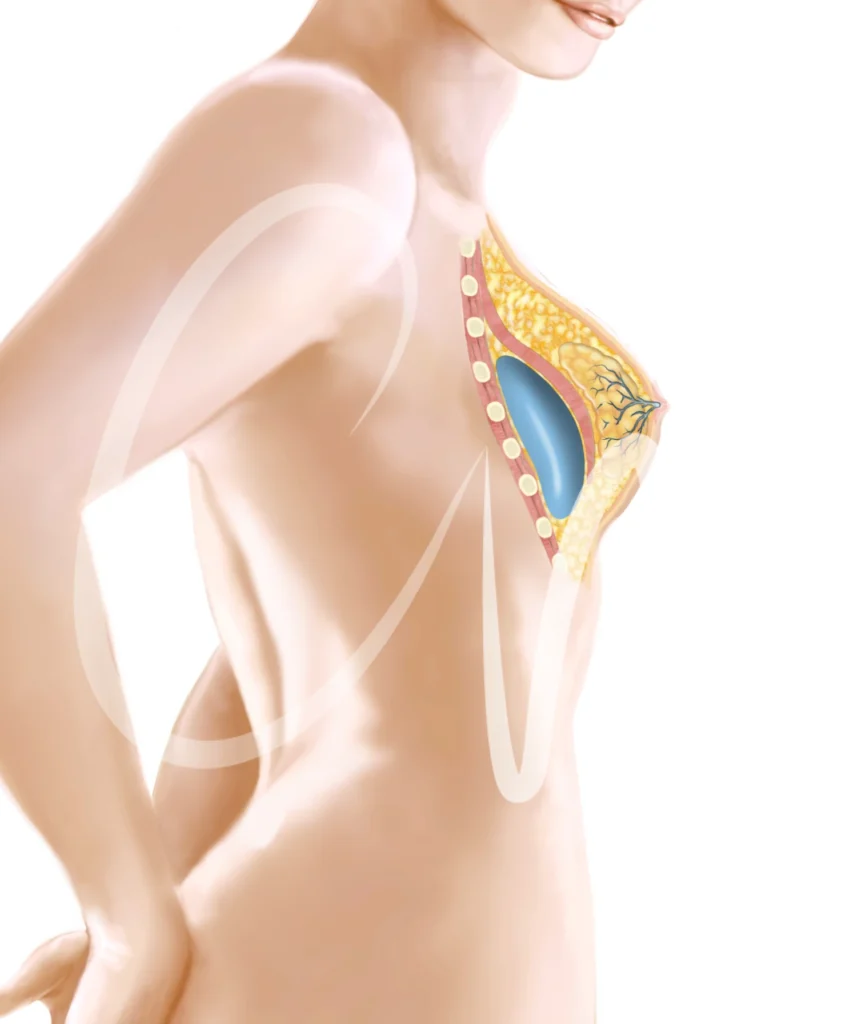 anatomía mamaria, anatomía seno