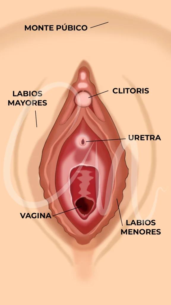 Conoce tu estructura anatómica femenina